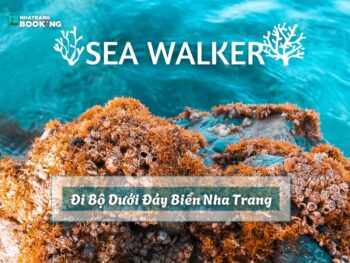 Tour Ghép Đoàn Nha Trang: Trọn Gói, Chất Lượng Cao - Ảnh 8